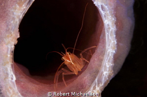 Peppermint Shrimp at Cliff, Bonaire by Robert Michaelson 